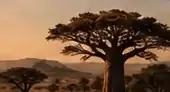 Africa