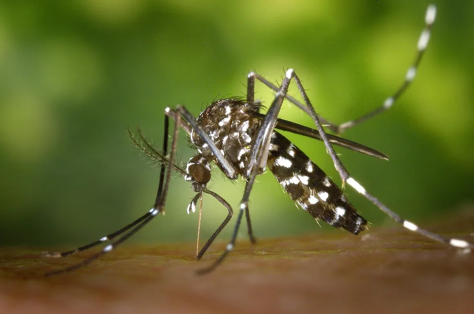 An Aedes mosquito